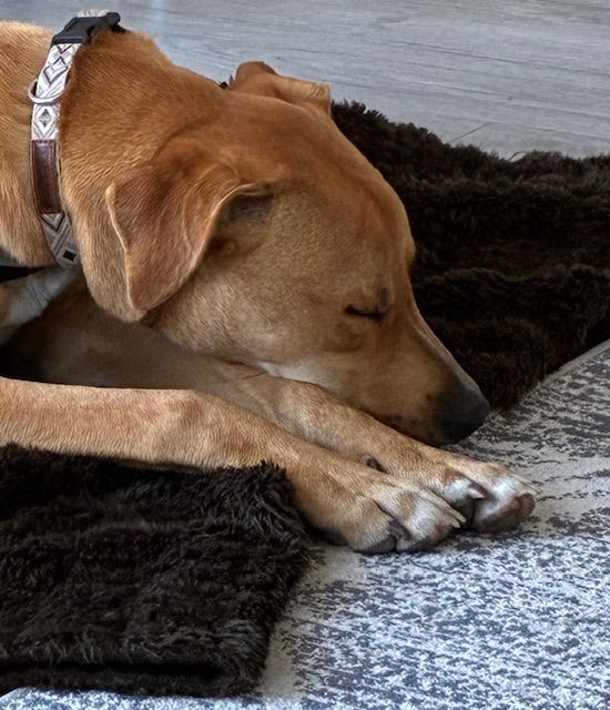 Gallery image: Zephyr