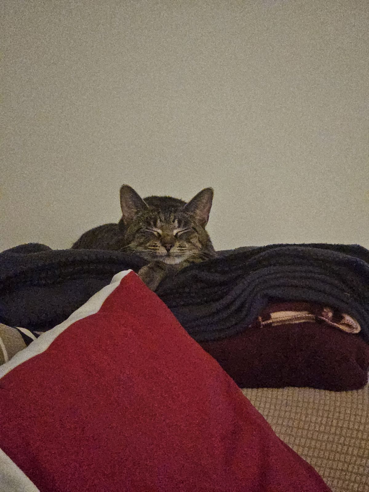 Gallery image: Snaggletooth