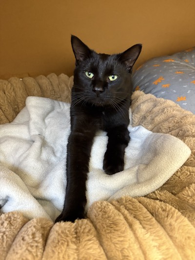 Kayson - Domestic Short Hair