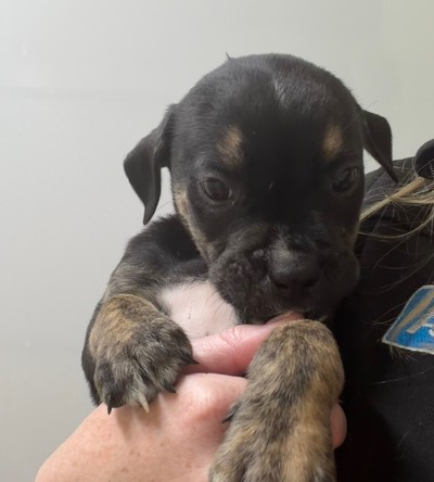 Puzzle - Medium Cross Breed