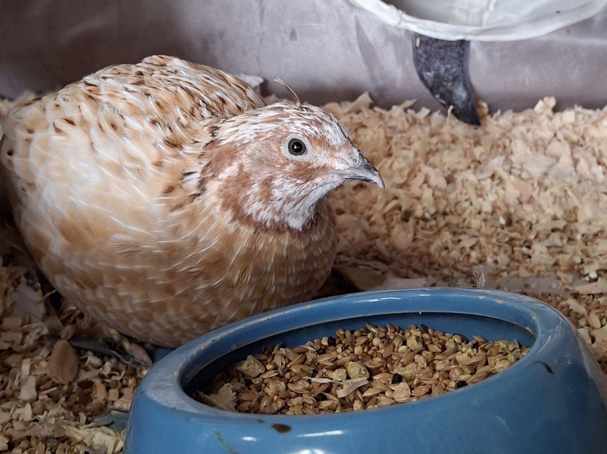 Gallery image: Oak And Hibiscus