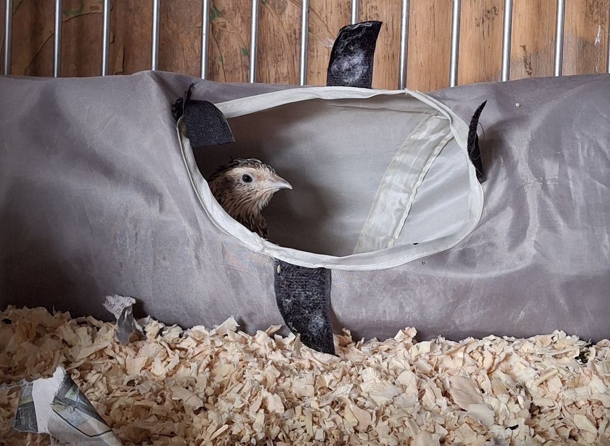 Gallery image: Oak And Hibiscus