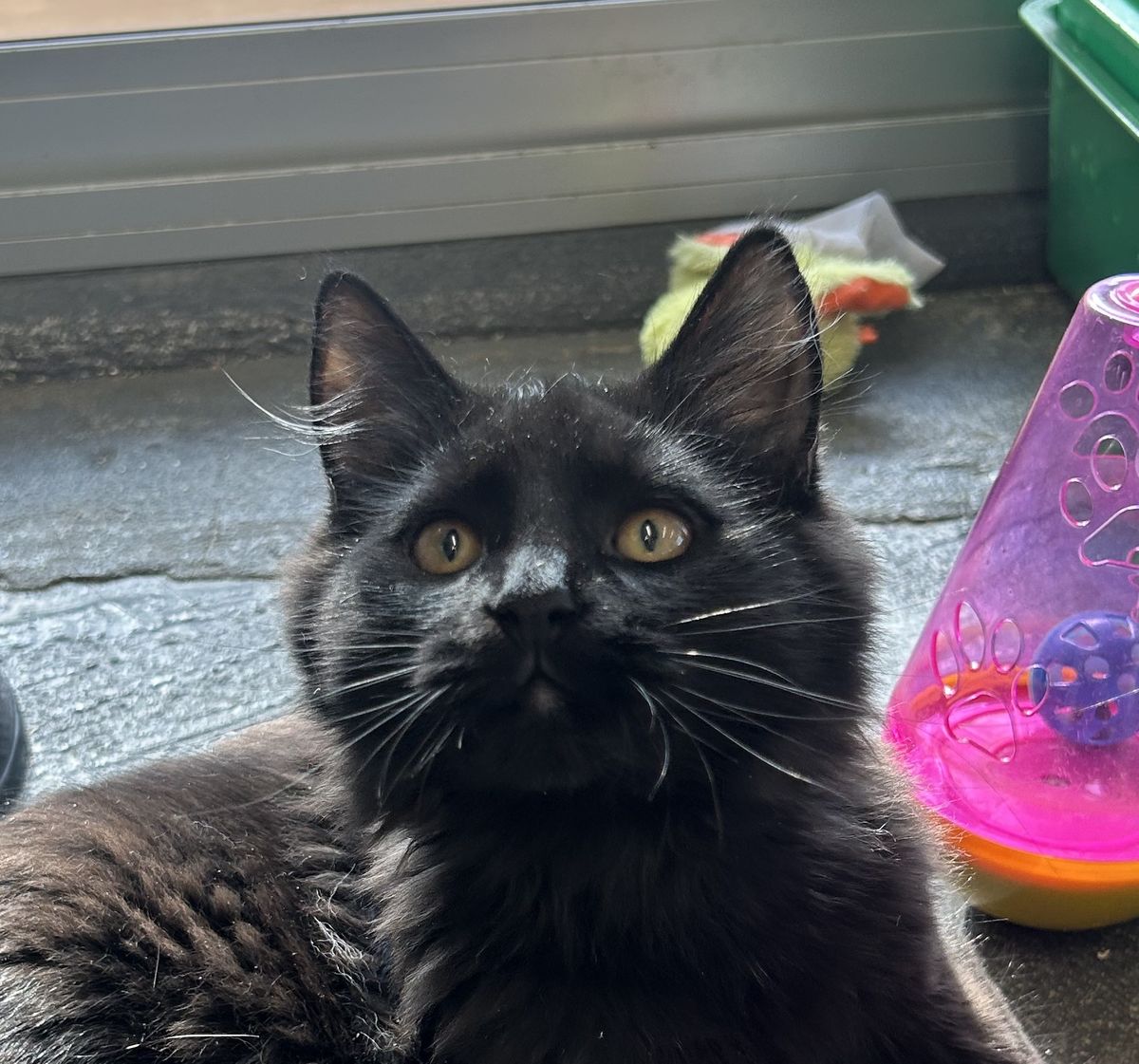 Gallery image: Angus