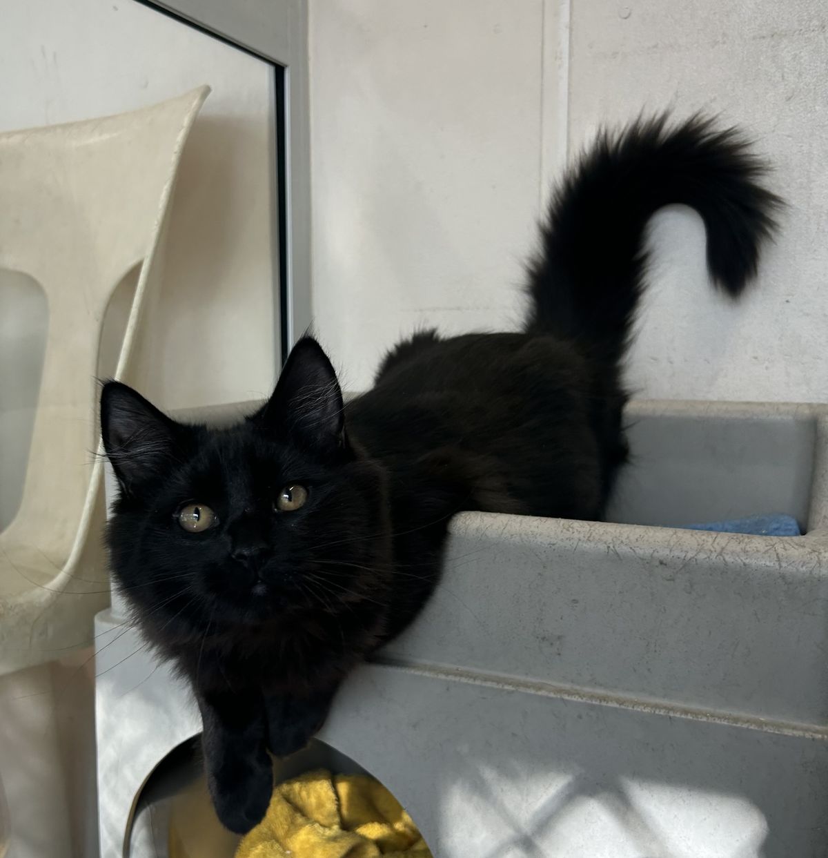 Gallery image: Angus