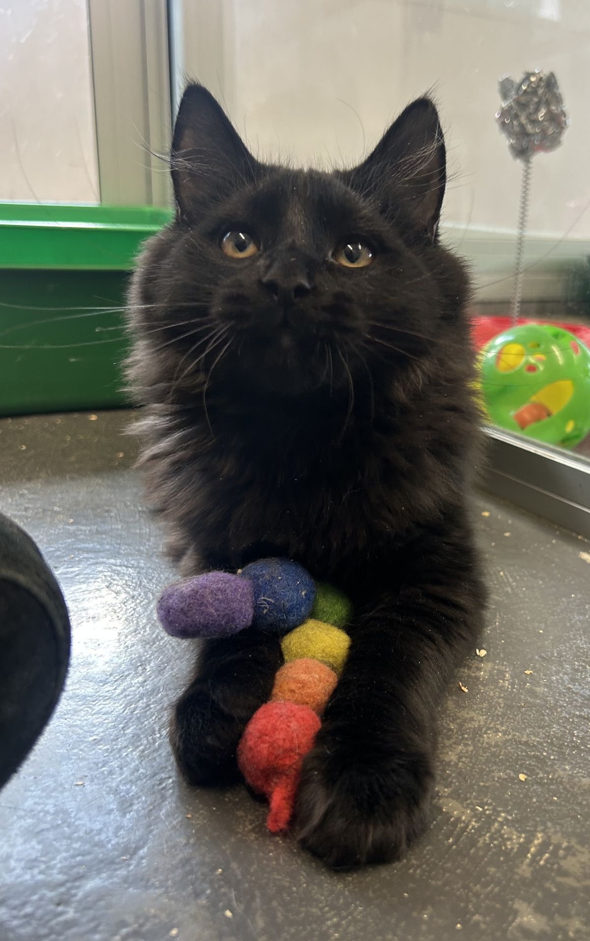 Gallery image: Angus