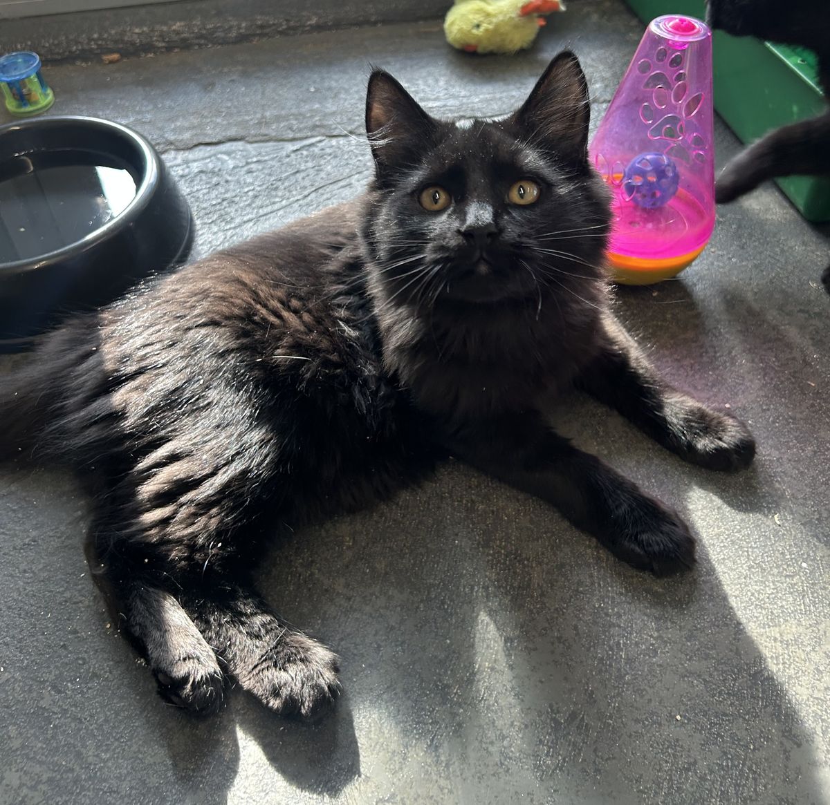 Gallery image: Angus