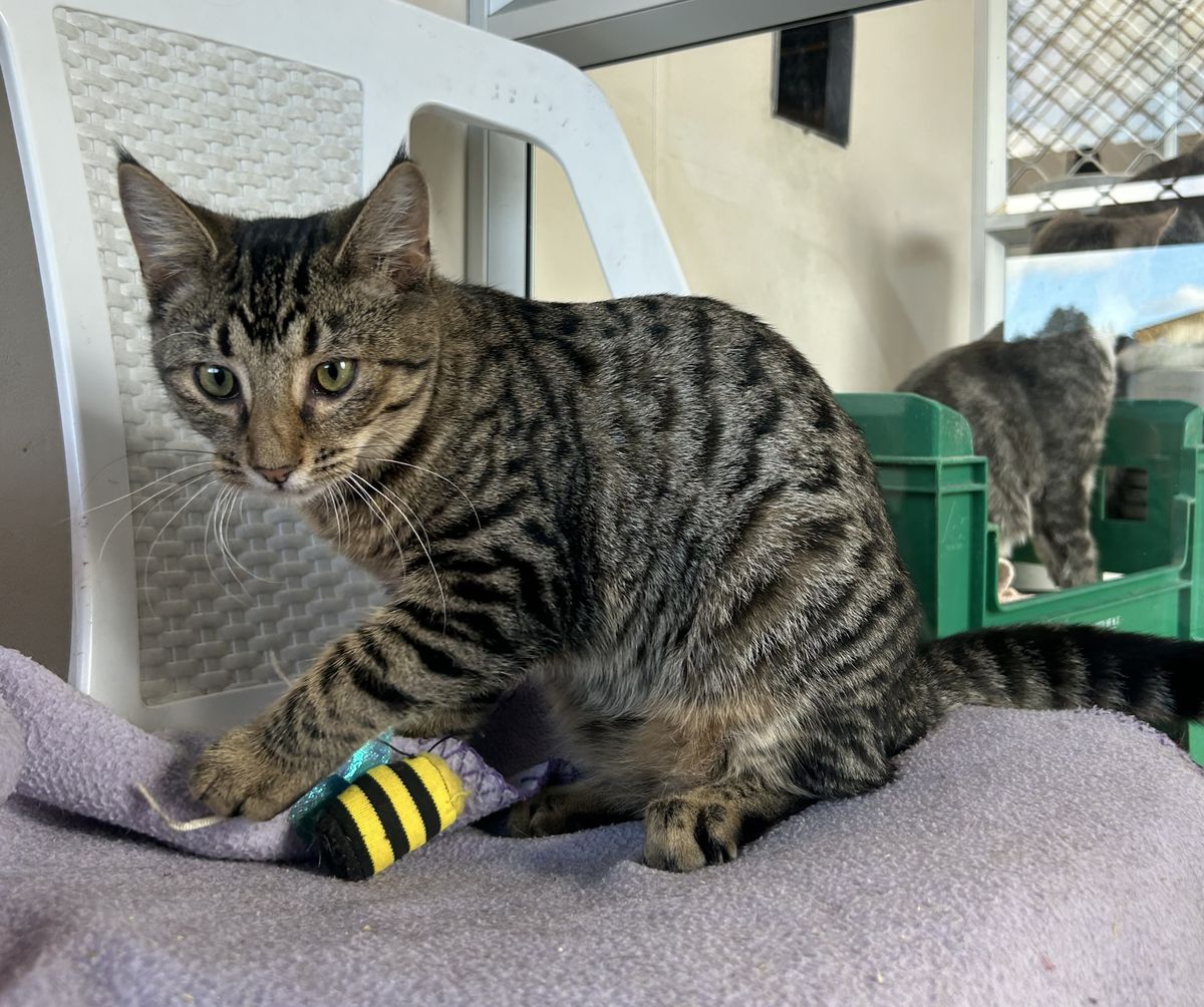 Gallery image: Mickey