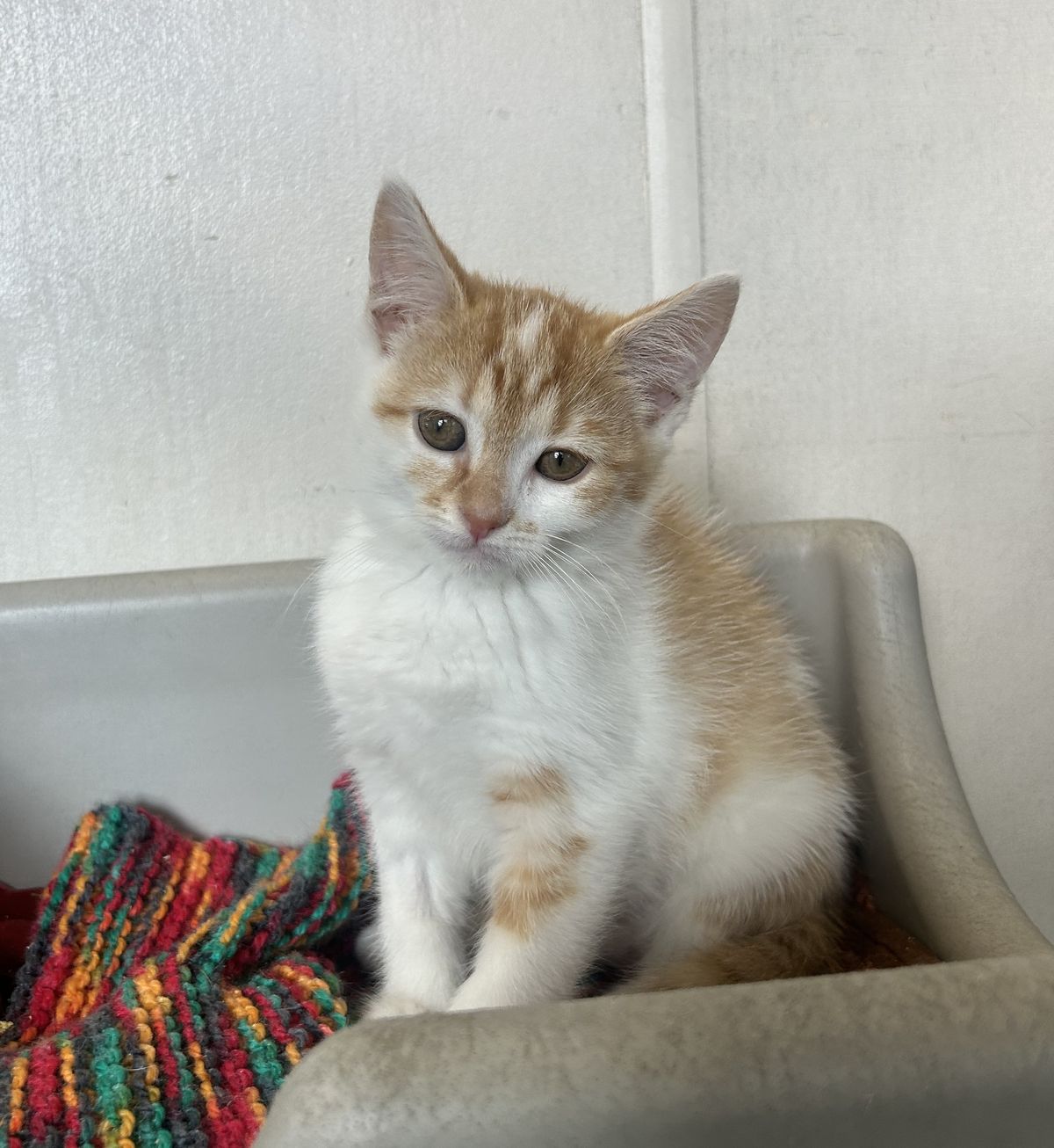 Gallery image: Mochi