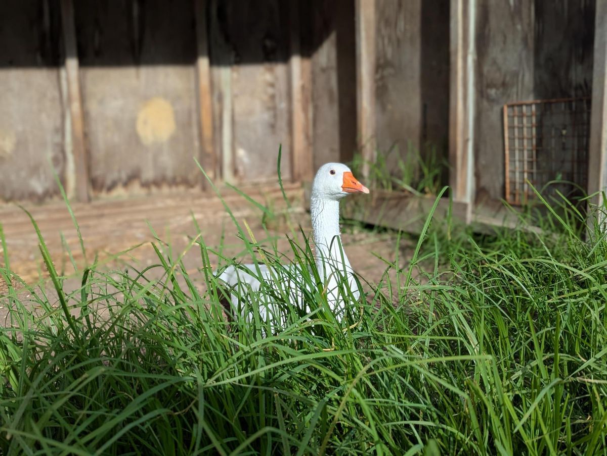 Gallery image: Juice