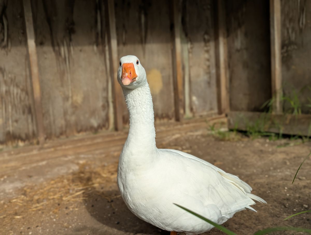 Gallery image: Juice