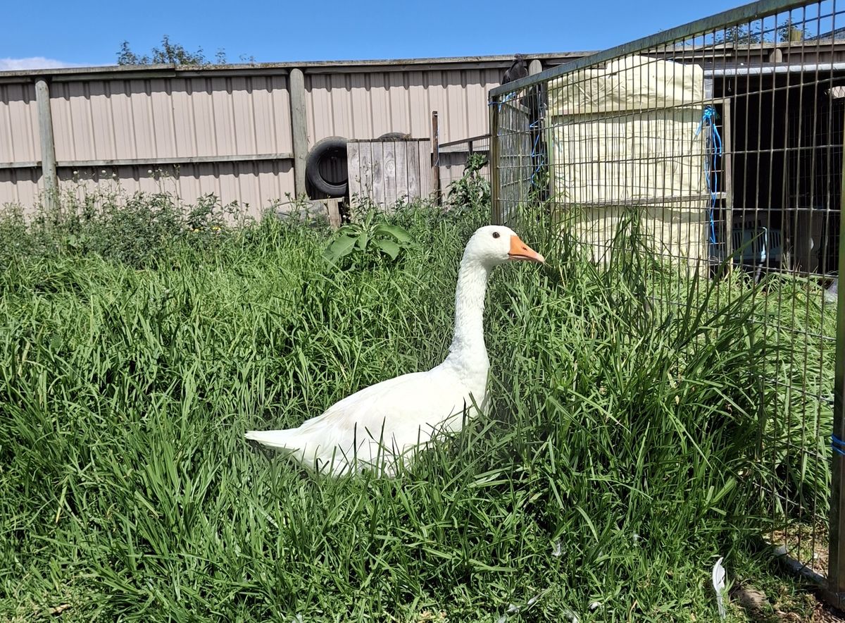 Gallery image: Juice