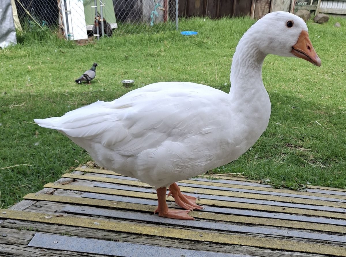 Gallery image: Juice