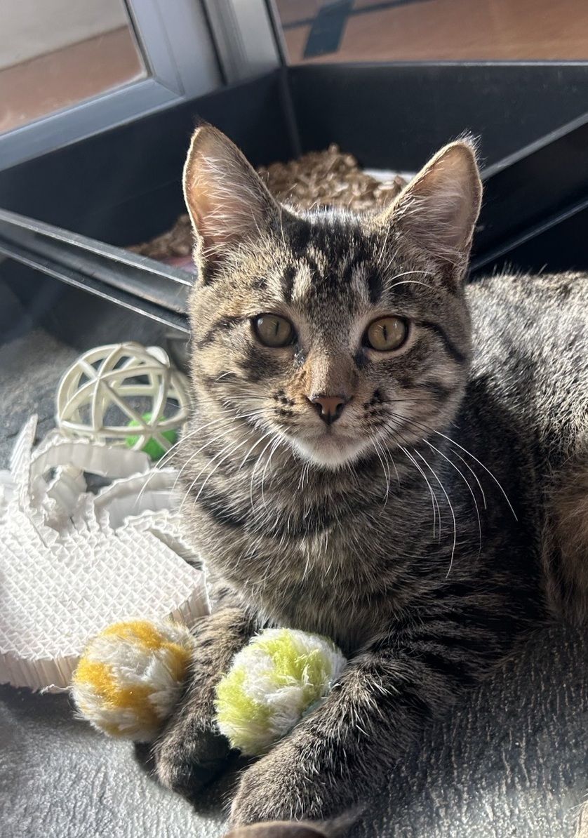 Gallery image: Chippy