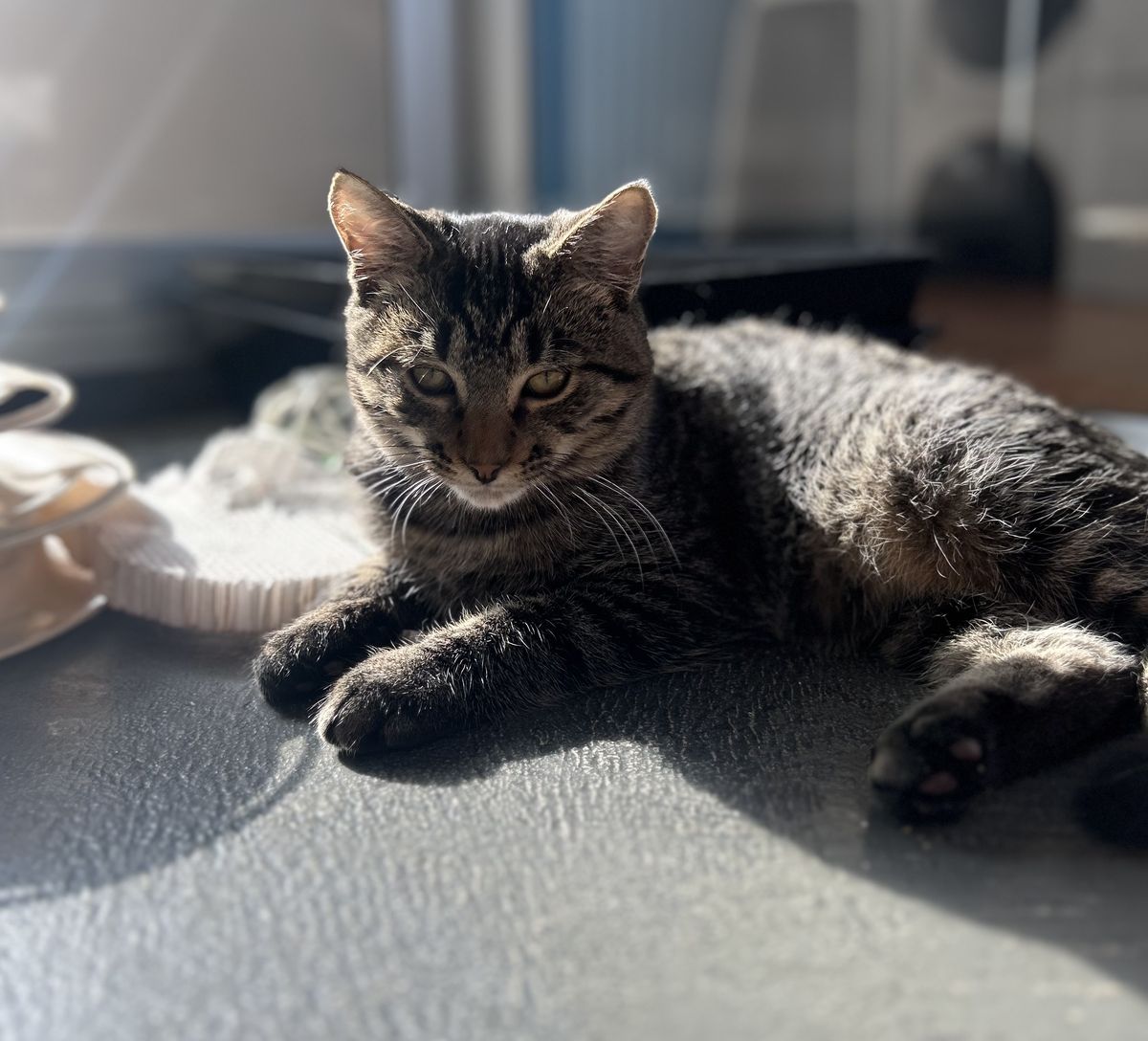 Gallery image: Chippy