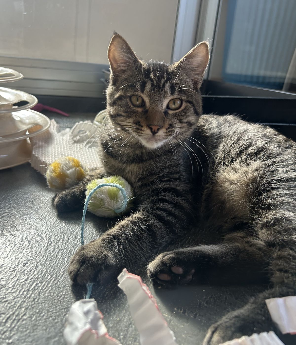 Gallery image: Chippy