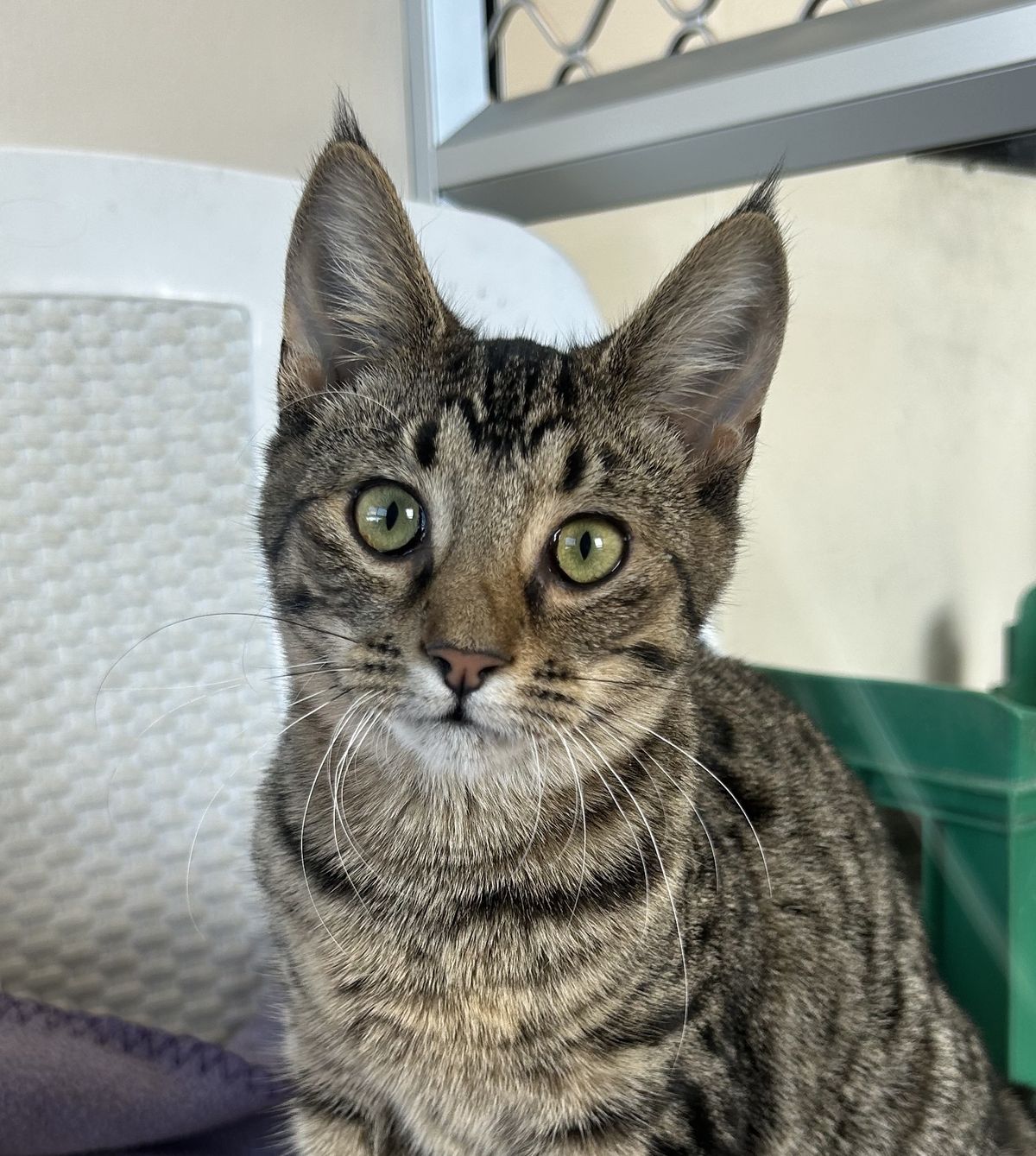 Gallery image: Mickey