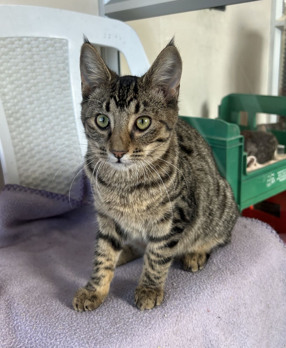 Gallery image: Mickey