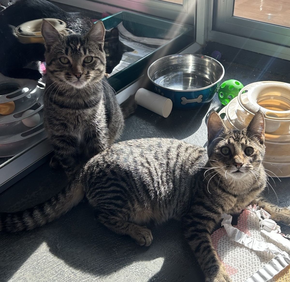 Gallery image: Mickey