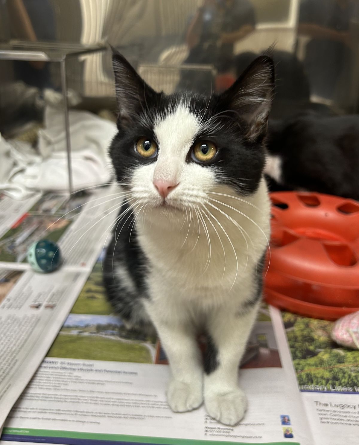 Gallery image: Picasso