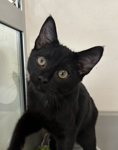 Ari - Domestic Short Hair