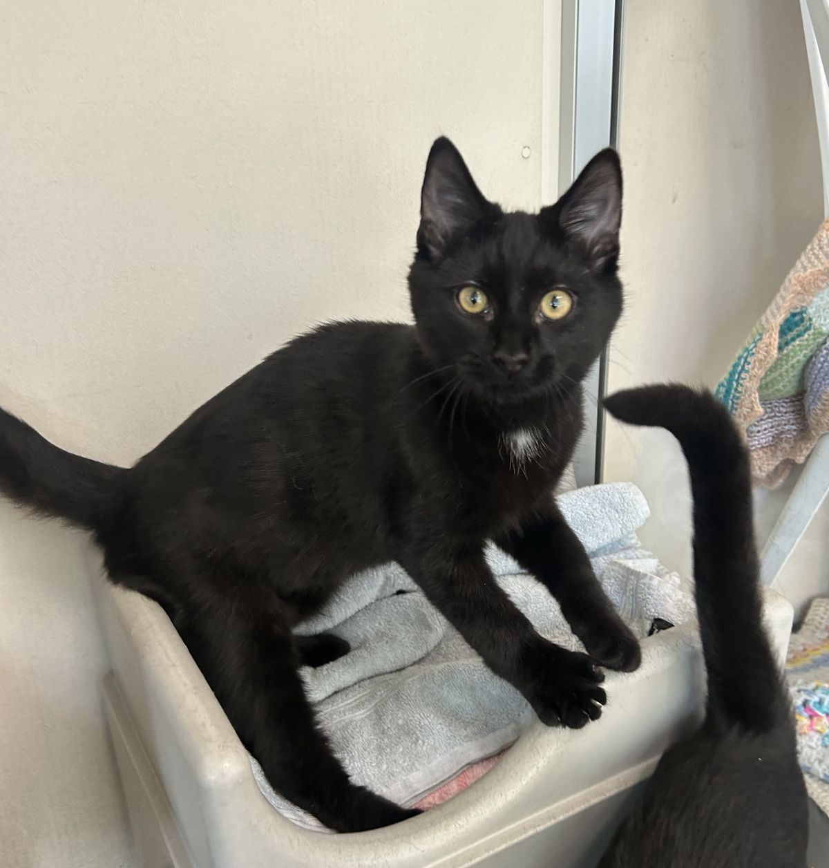 Gallery image: Rodger