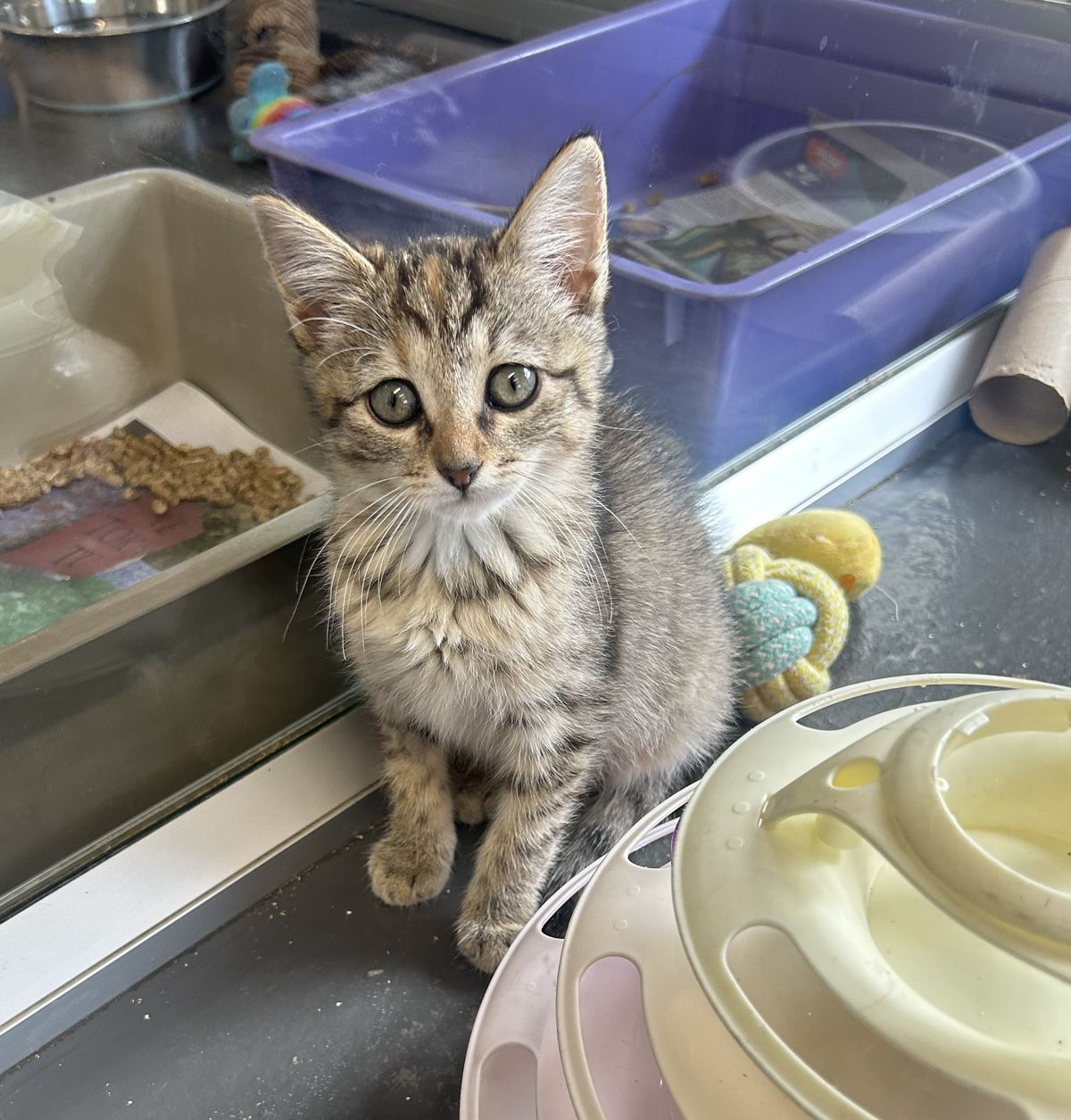 Gallery image: Tulip