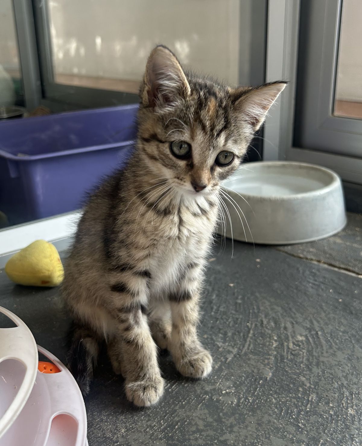 Gallery image: Tulip