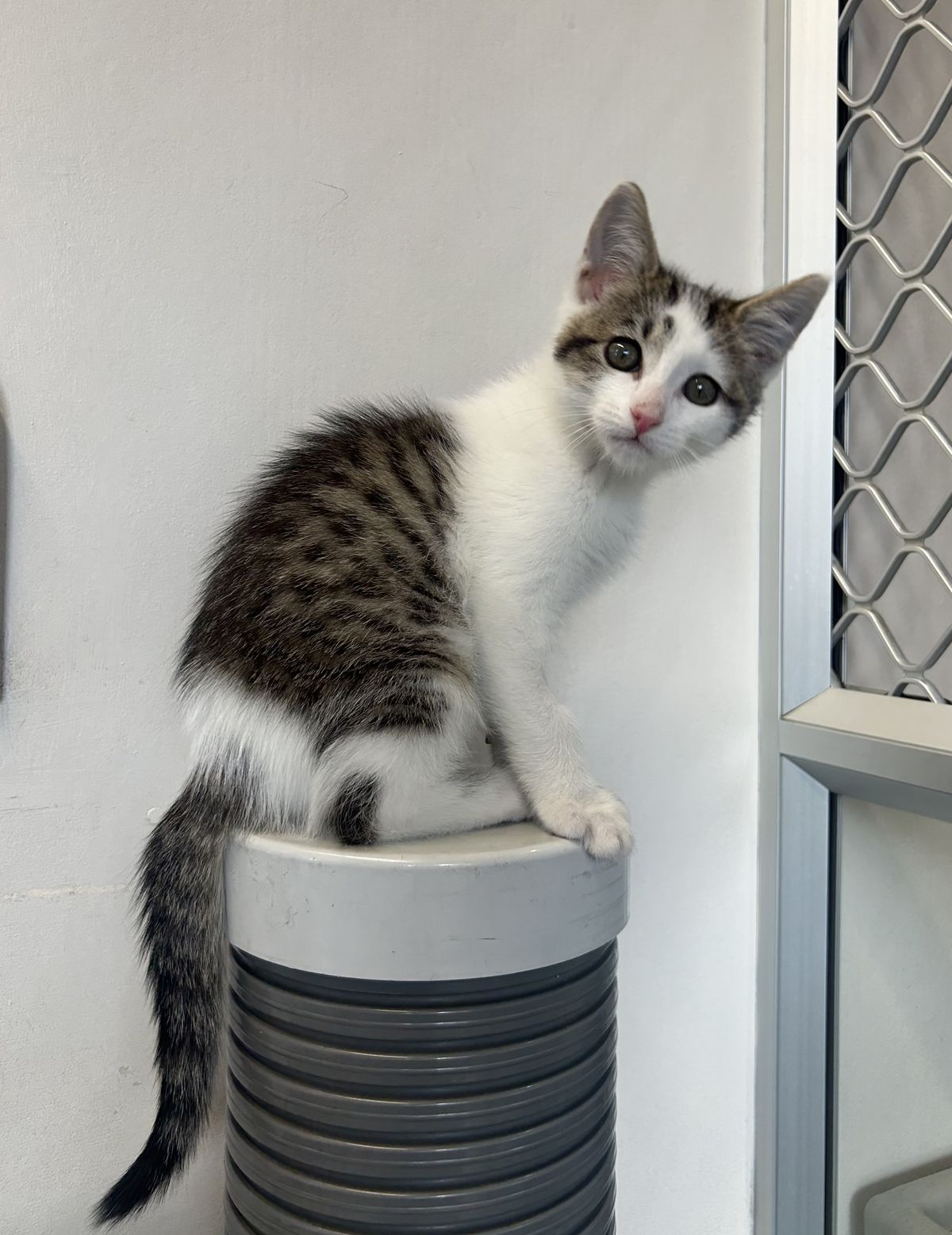 Gallery image: Sprout