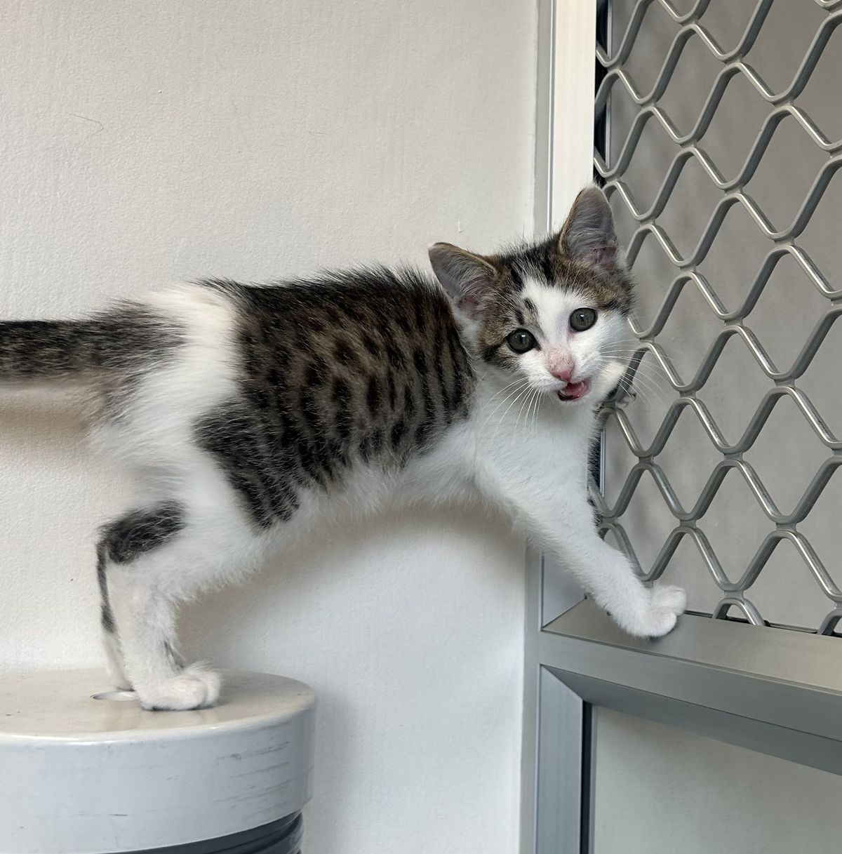 Gallery image: Sprout