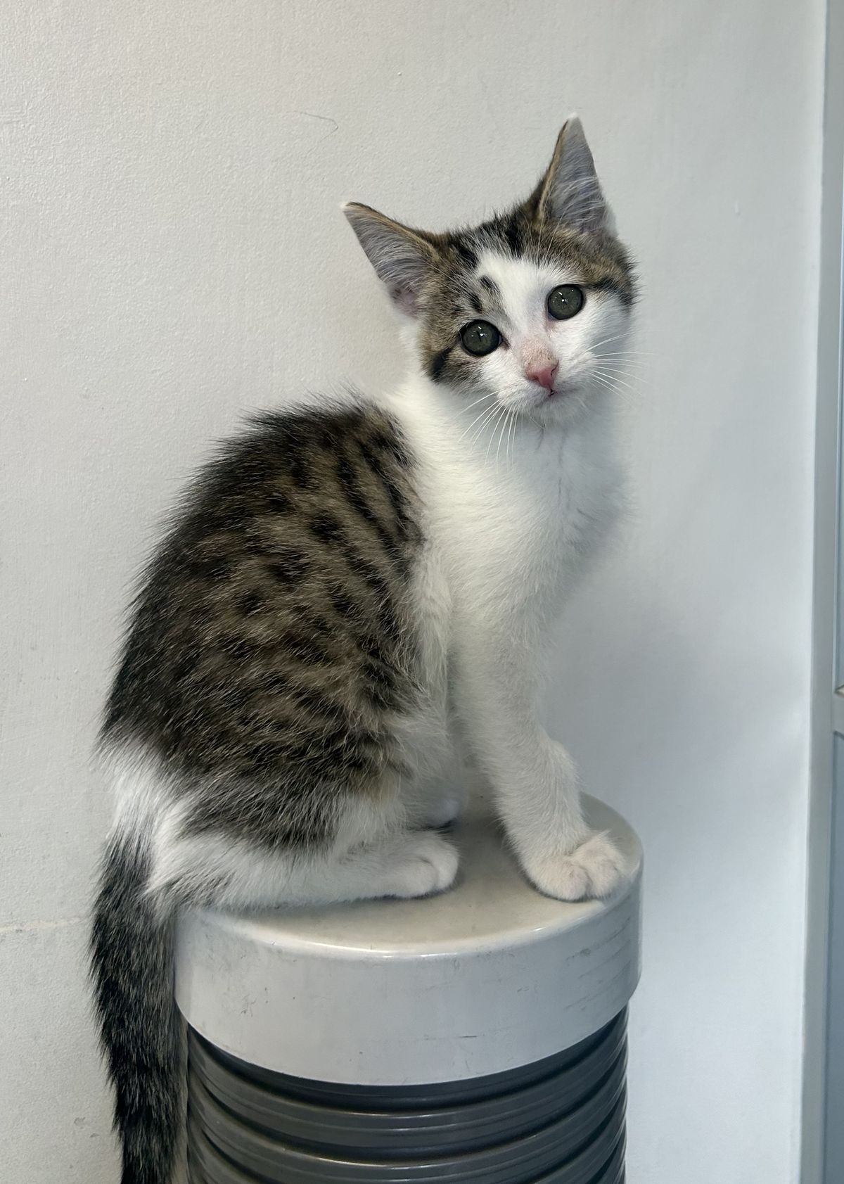 Gallery image: Sprout