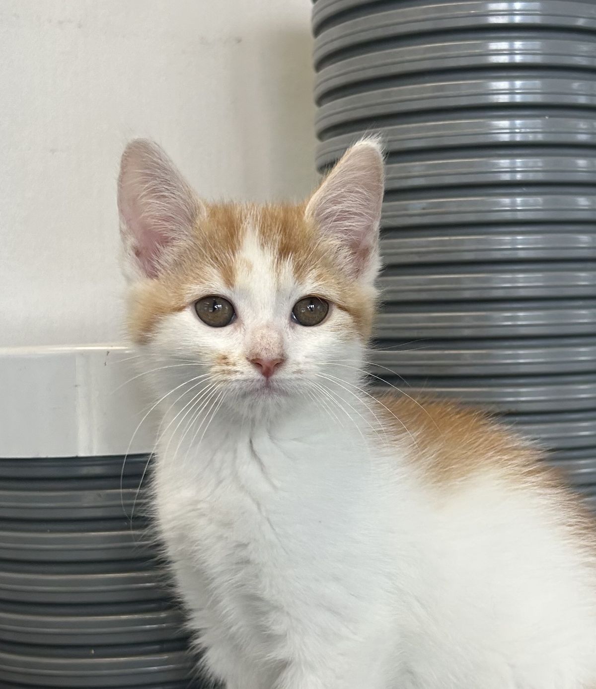 Gallery image: Razzle 