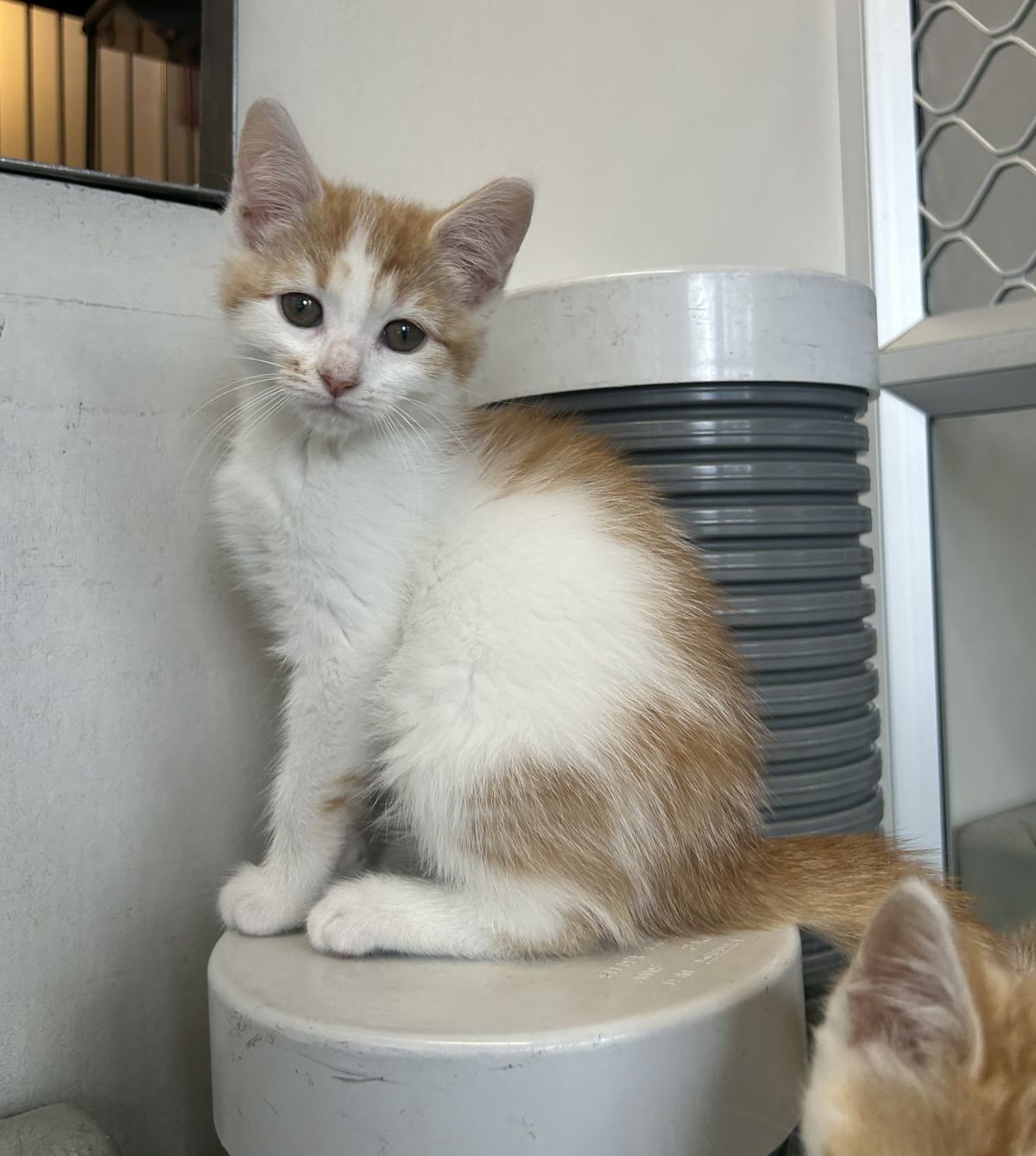 Gallery image: Razzle 