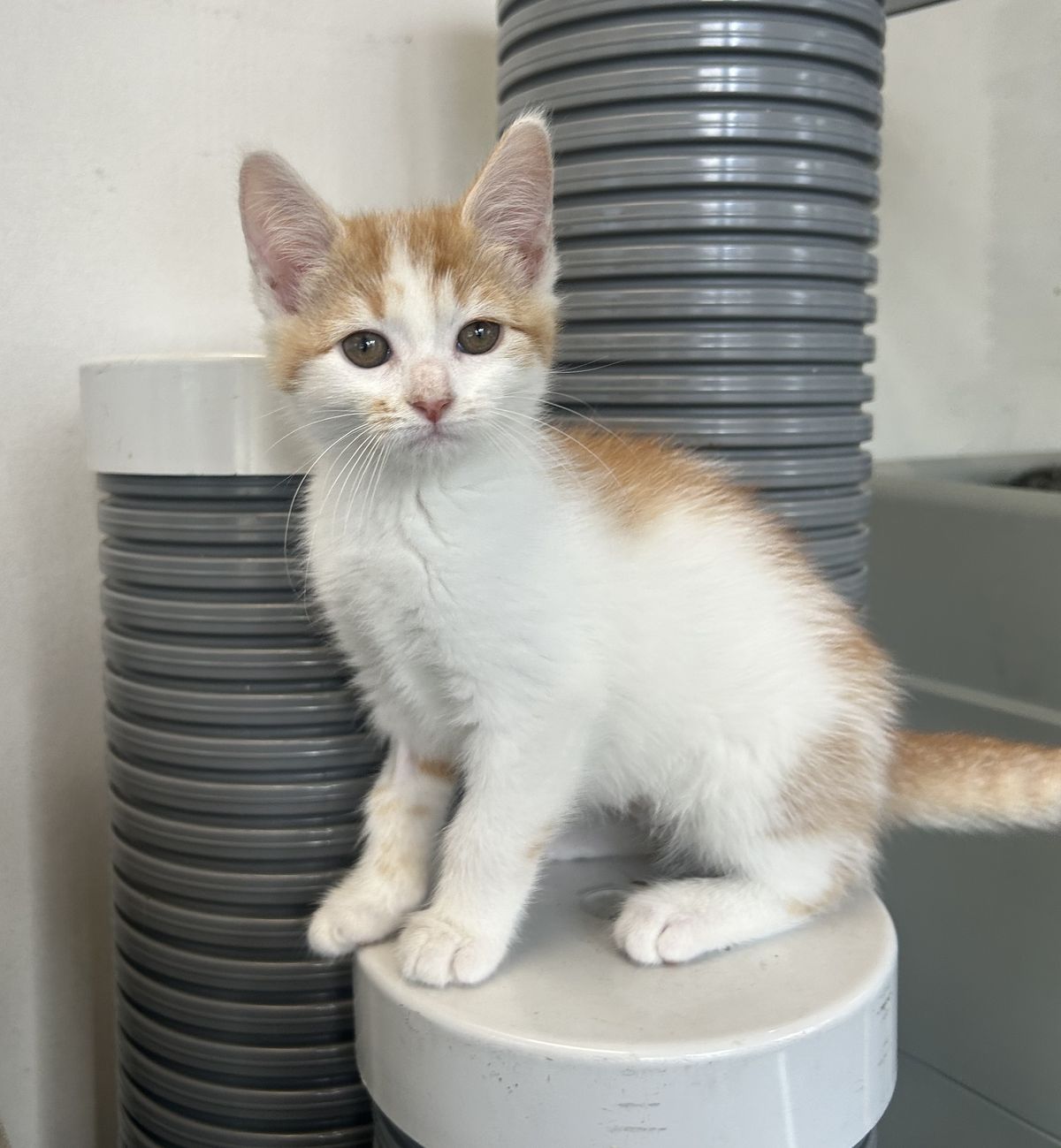 Gallery image: Razzle 