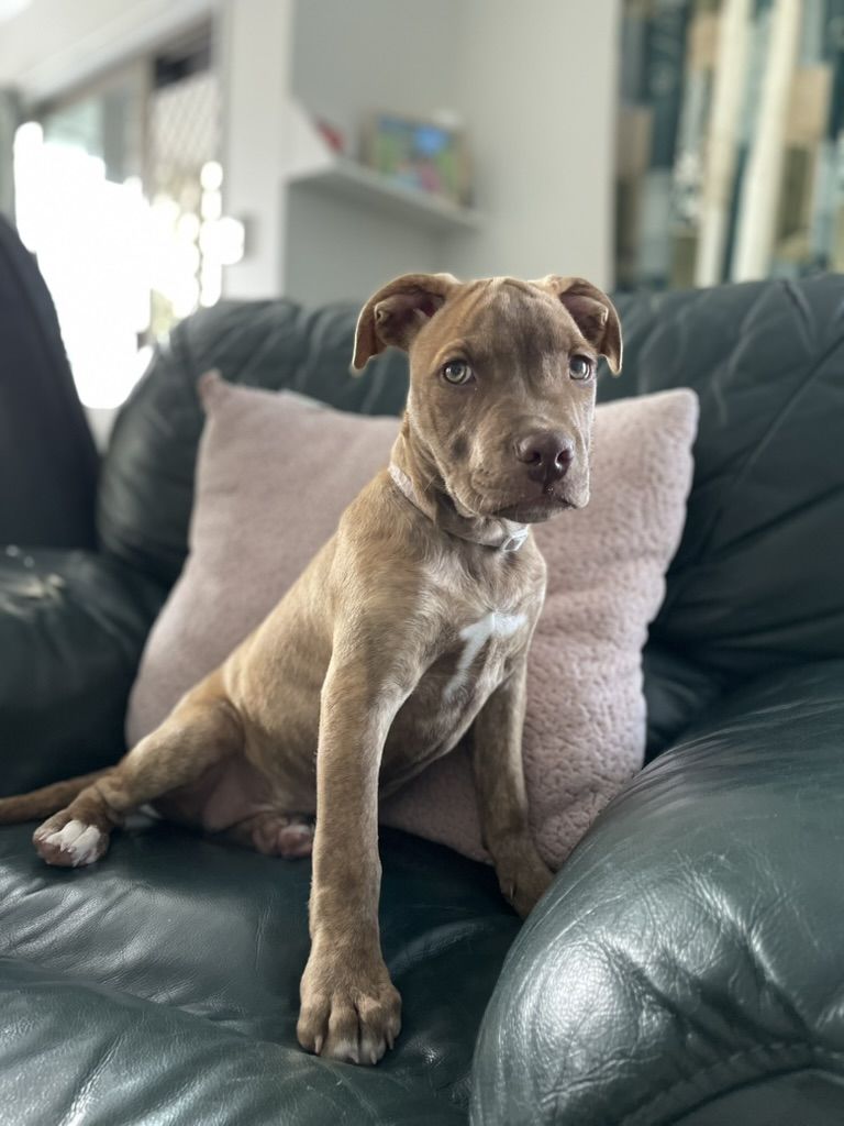 Gallery image: Sparrow 