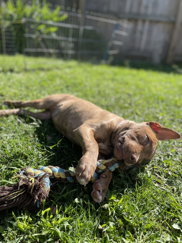 Gallery image: Sparrow 