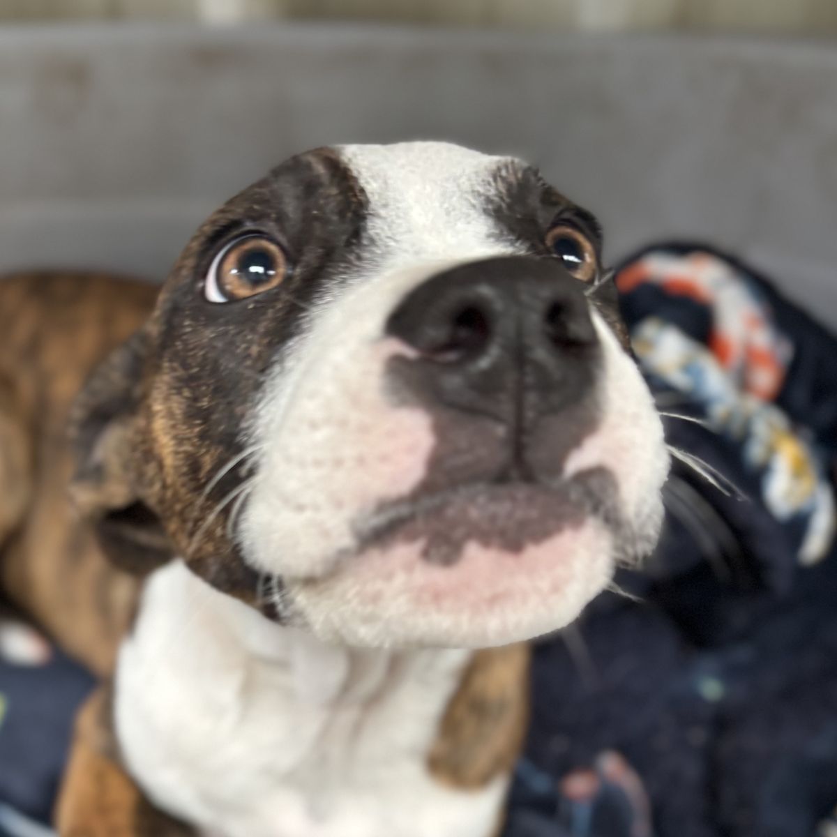 Gallery image: Tabitha