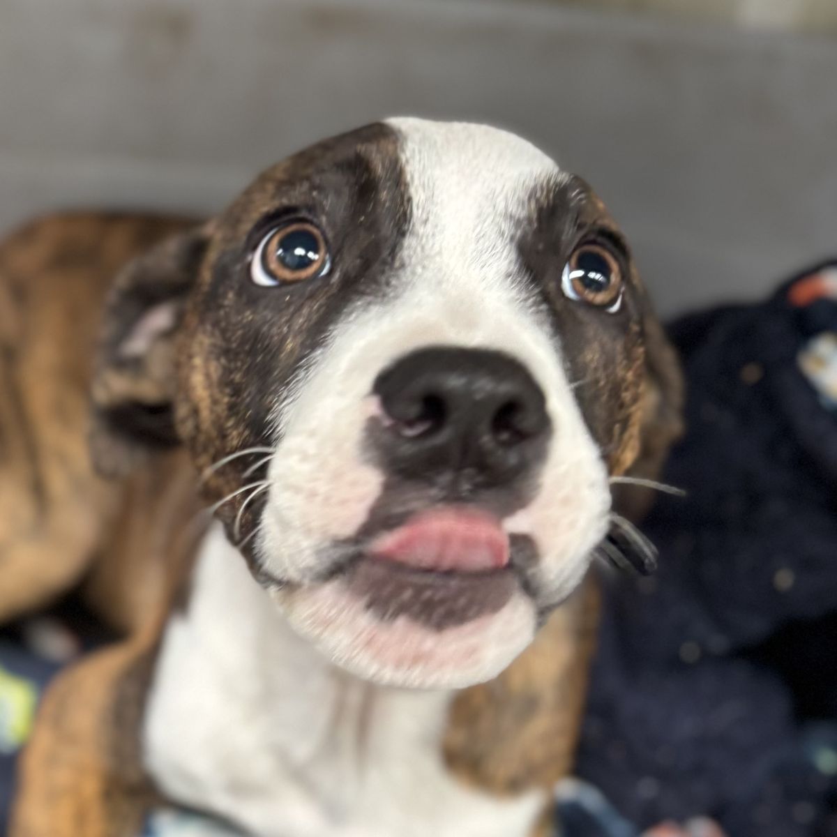 Gallery image: Tabitha