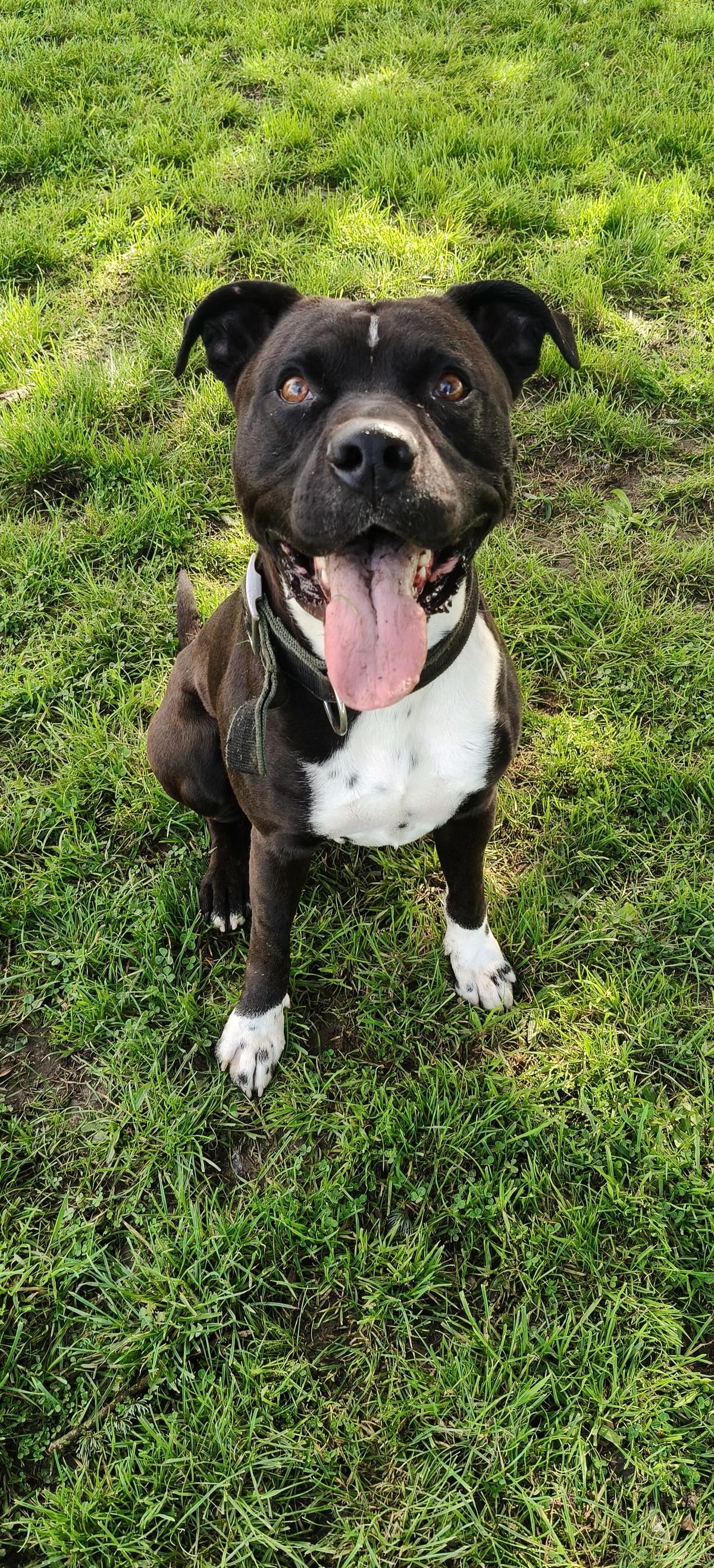 Gallery image: Buddy 