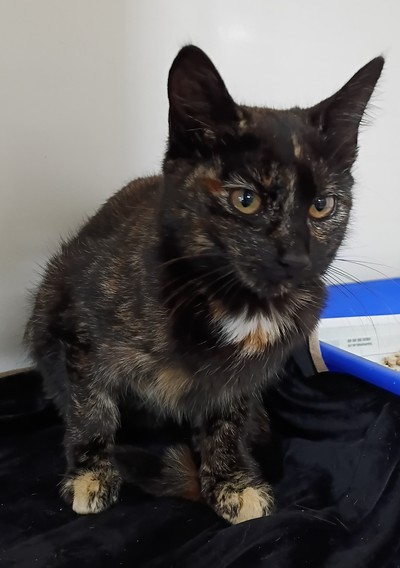 Tinkerbell - Domestic Short Hair