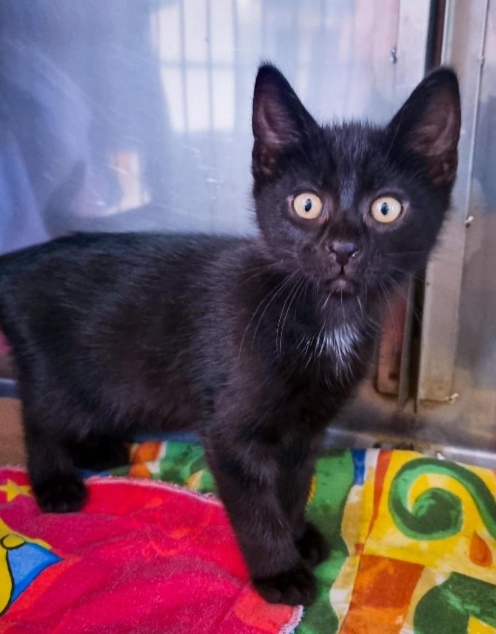 Gallery image: Shadow