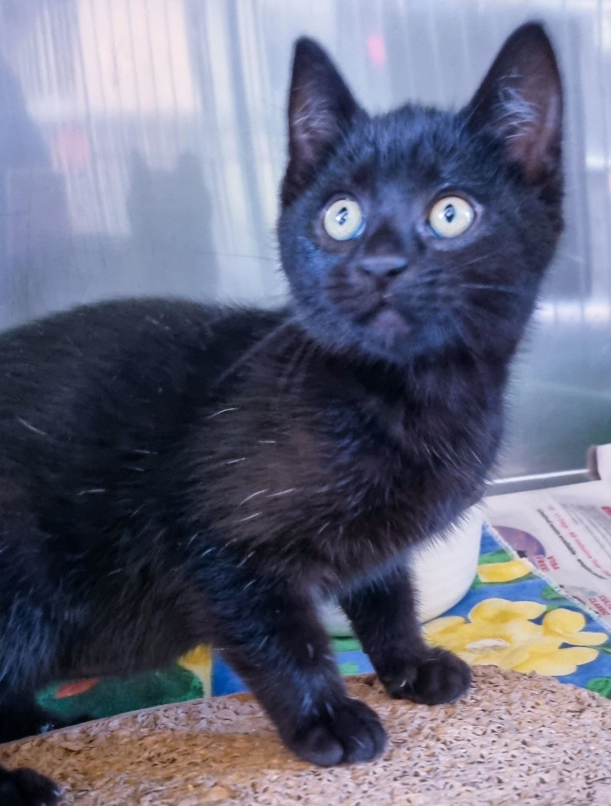 Gallery image: Scarlett