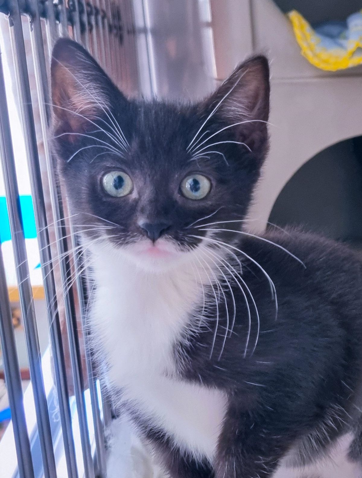 Gallery image: Savannah