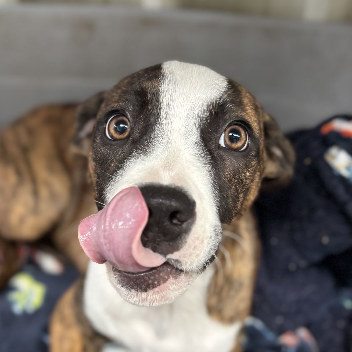 Gallery image: Tabitha