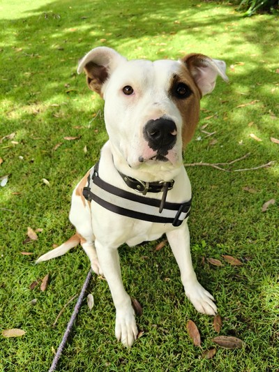 Queen - Medium Cross Breed