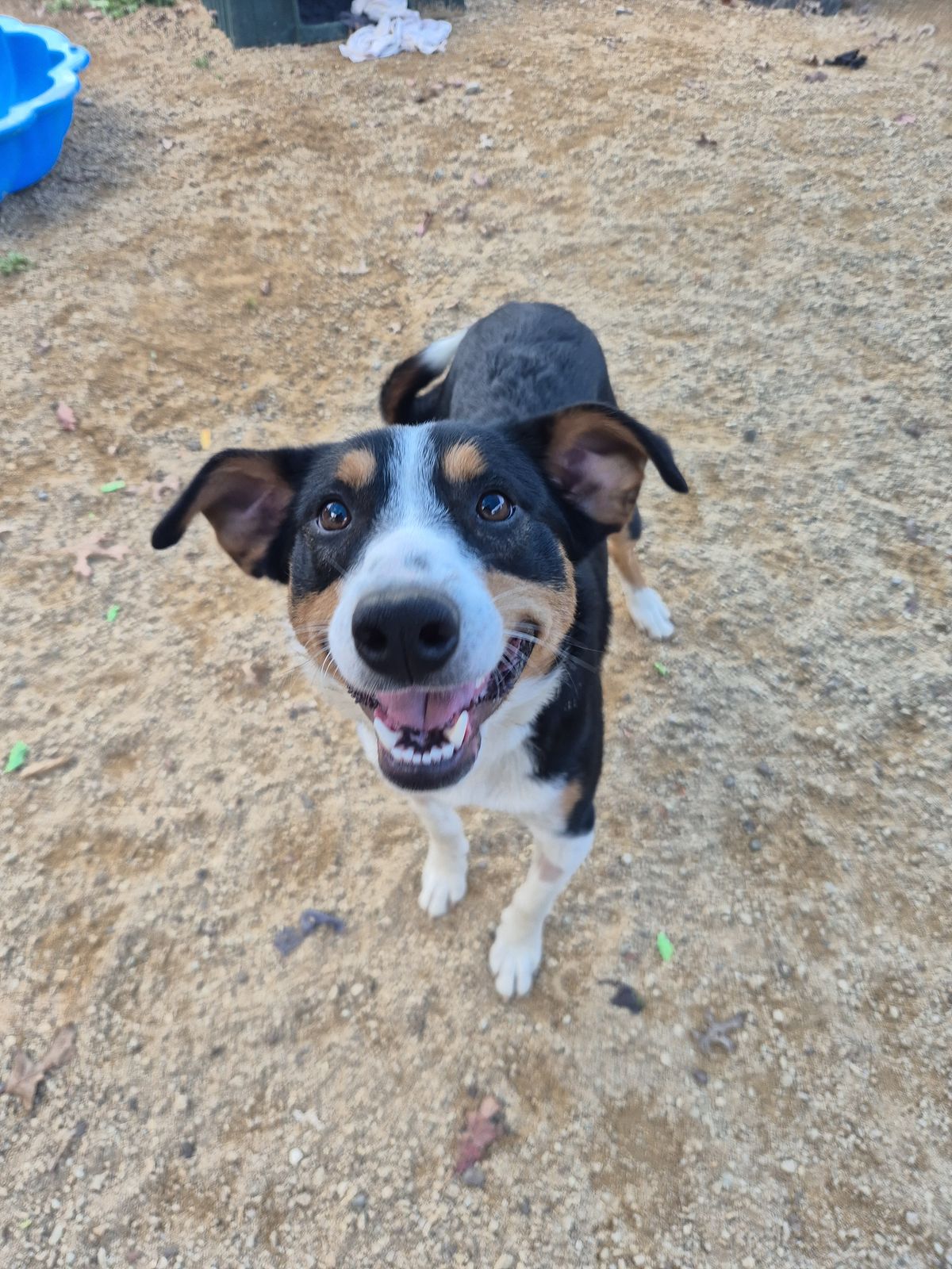 Gallery image: Romney