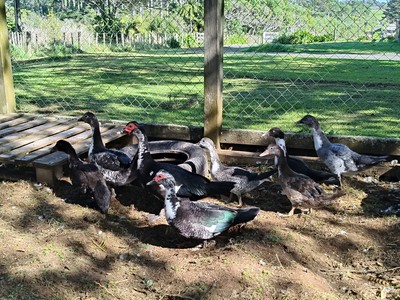 Duck 1 - Ducks-Muscovy