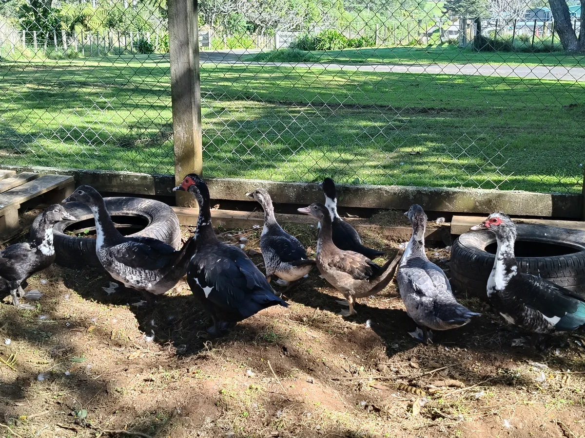 Gallery image: Duck 1