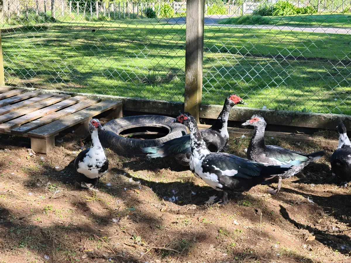 Gallery image: Duck 1