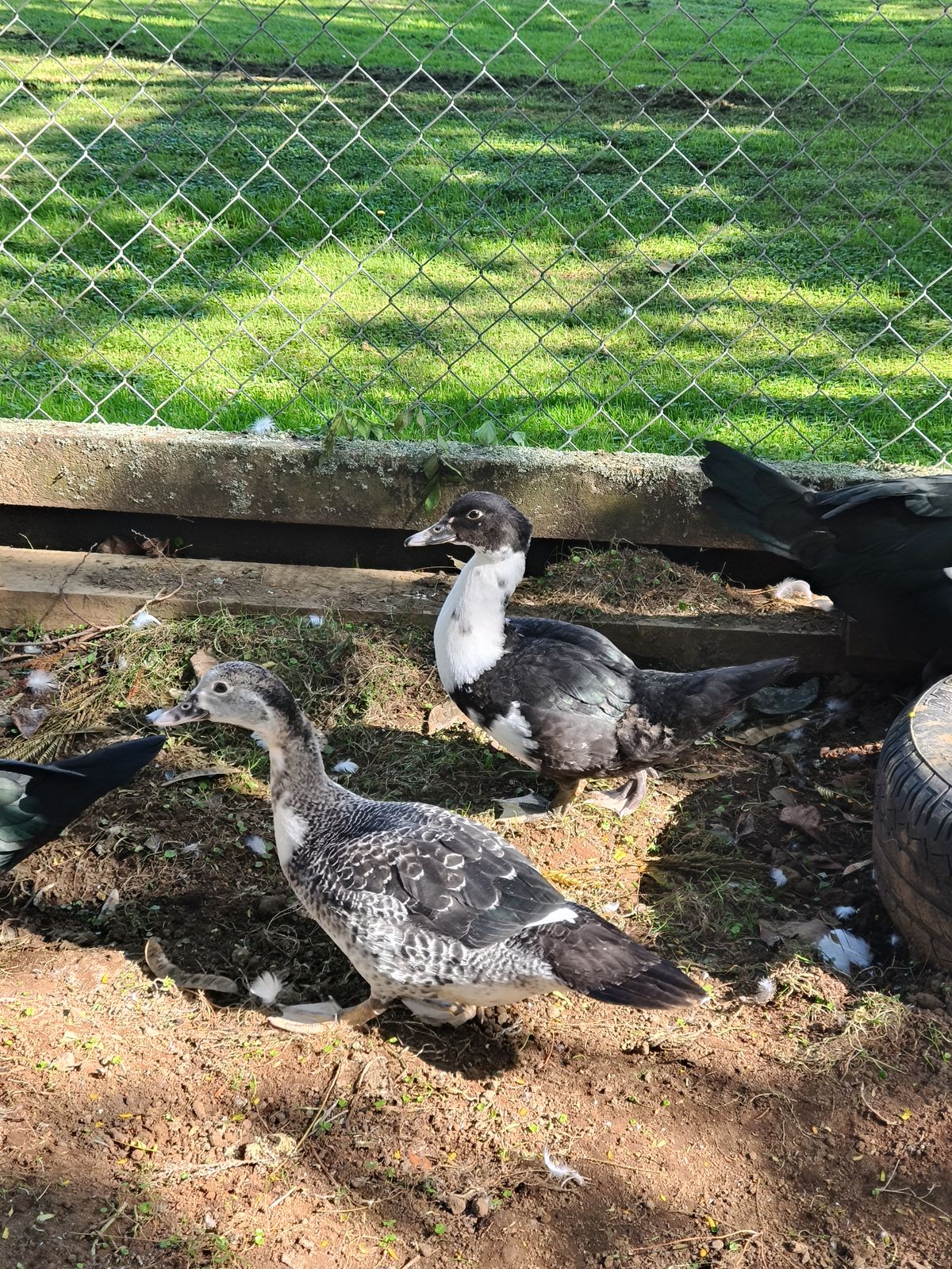 Gallery image: Duck 3