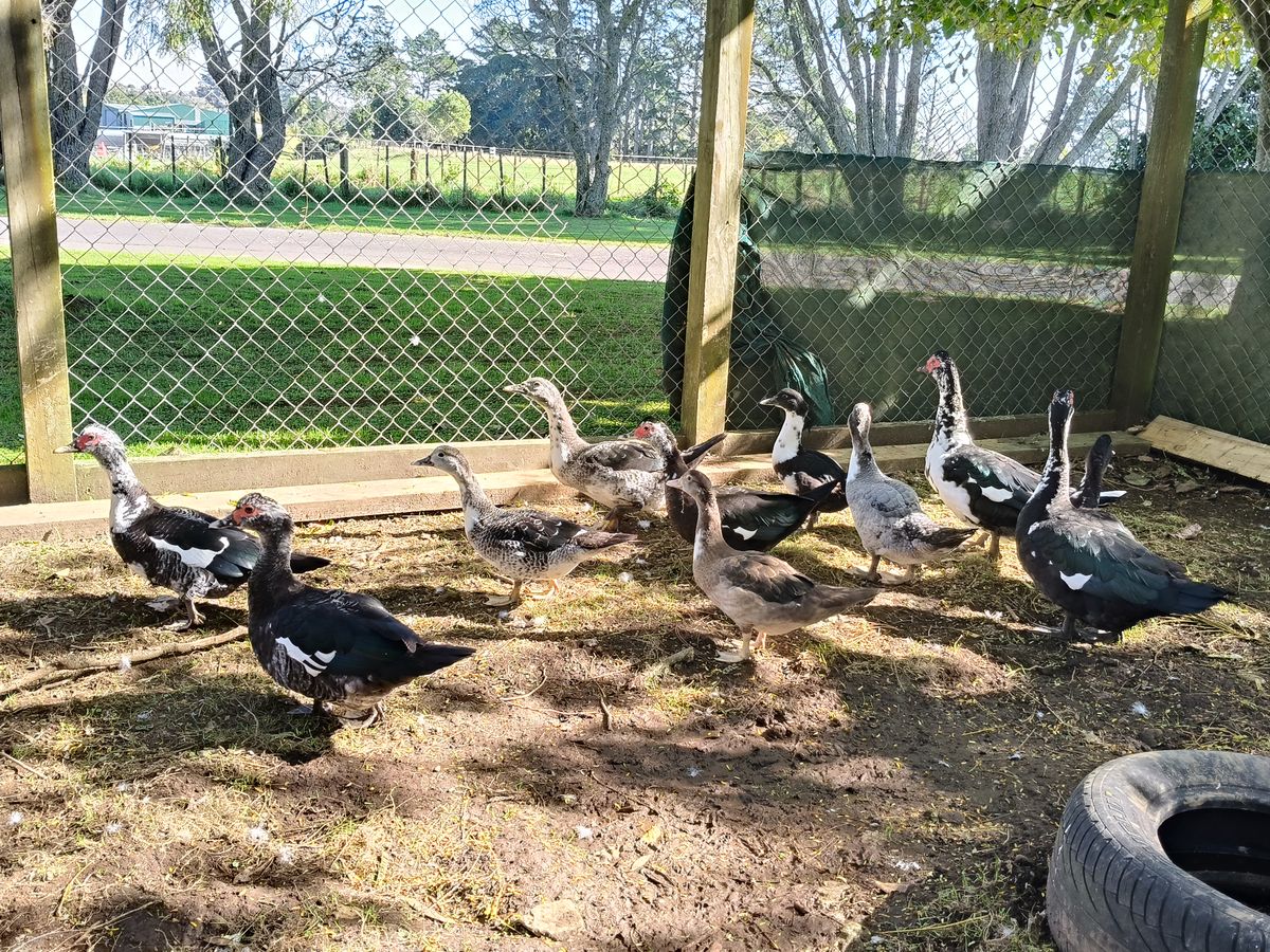 Gallery image: Duck 3